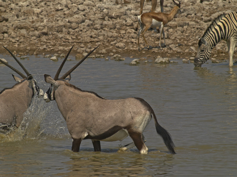 Okaukuejo, Zebra, Springbok, Oryx